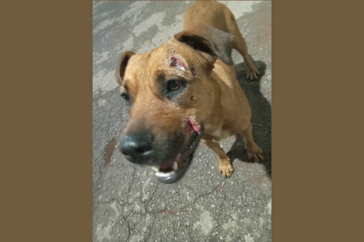 Um grupo de proteção de cães pede ajuda para a adoção de dois cachorros de rua da raça Boxer foram resgatados com diversos ferimentos ao redor do corpo. Segundo voluntários do grupo de proteção, os animais foram abandonados em Valparaíso (GO) e agredidos pela vizinhança por se sentirem ameaçados devido ao grande porte da raça. 
