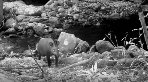 Rio instala 480 câmeras para monitorar espécies em extinção