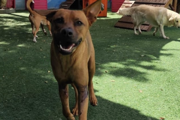 Cão resgatado em São Conrado será o primeiro animal a compor mesa de honra da Câmara do Rio