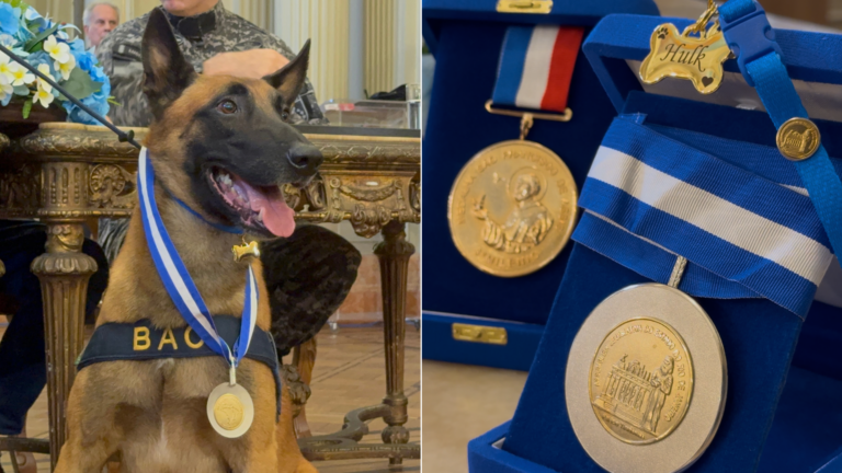 Cão Hulk recebe Medalha Tiradentes e uma coleira especial por atuação na maior apreensão de drogas do Rio