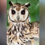 Coruja-orelhuda é resgatada de linha de pipa e devolvida à natureza