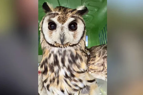 Coruja-orelhuda é resgatada de linha de pipa e devolvida à natureza